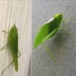 Los Insectos como Señales de Salud en tu Hogar: ¡Conoce a los Katídidos!