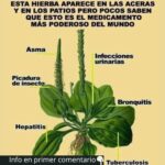 Infusión Milagrosa de Llantén para Tu Bienestar