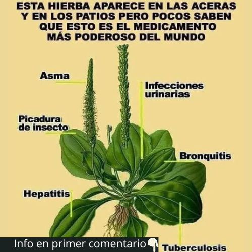 Llantén, la planta milagrosa para la salud