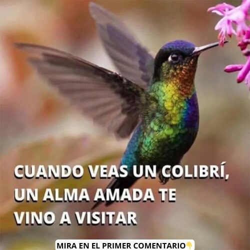 Colibrí volando cerca de una flor