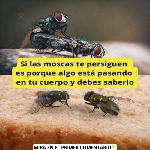 Moscas y salud