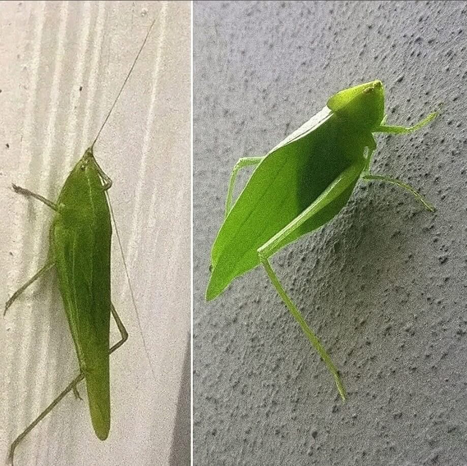 Katydids camuflados como hojas