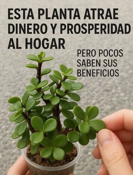 Planta de jade Crassula ovata