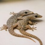 El Lagarto en Tu Casa: Significado y Beneficios en la Medicina Natural