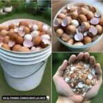 Descubre los Beneficios de Hervir las Cáscaras de Huevo: Un Remedio Natural y Económico