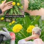 El Diente de León: Una Planta Poderosa para la Salud
