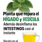 Repara Tu Hígado y Vesícula con Esta Poderosa Planta Natural
