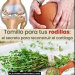Tomillo: El Secreto Natural para Reconstruir el Cartílago de tus Rodillas