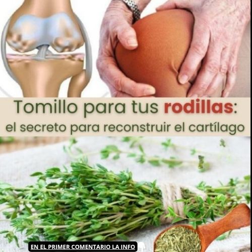 Tomillo para la salud de las rodillas