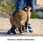 Los Secretos Detrás del Comportamiento de los Gatos: ¿Por Qué se Frotan Contra Ti?