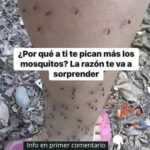 ¿Por Qué los Mosquitos Pican Más a Ciertas Personas? Descubre la Razón y Remedios Caseros