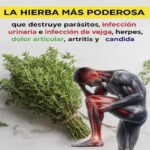 El Tomillo y su Potencial en la Salud de las Rodillas: ¿Puede Regenerar el Cartílago?