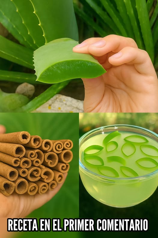 Proceso de extracción del gel de aloe vera