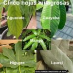 Cinco Hojas Milagrosas para Mejorar Tu Salud Naturalmente