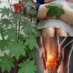 El Poder del Ricino: Un Remedio Natural para Dolor e Inflamación en las Rodillas