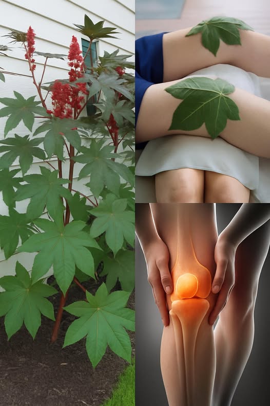 Planta de ricino y tratamiento del dolor de rodilla