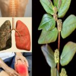 Remedios Naturales: Cura para el Asma, Tos y Dolor de Huesos