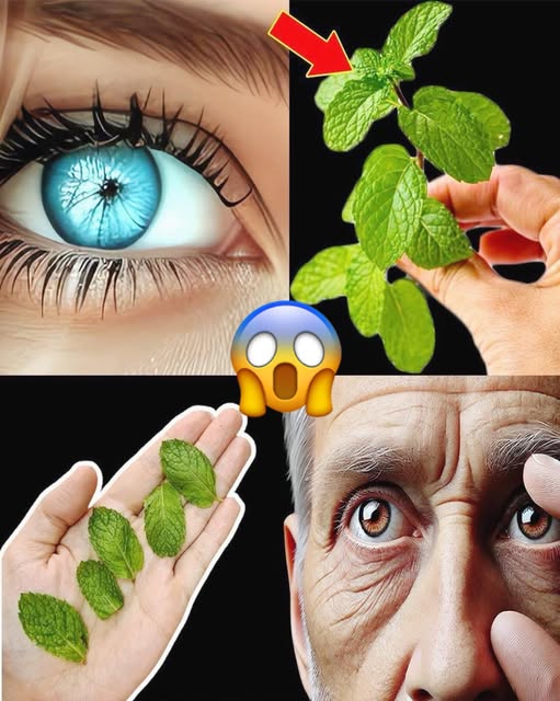 Hojas de menta para la salud ocular