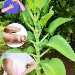 Kalanchoe: El Tesoro Natural que Tienes en Casa y No Sabías