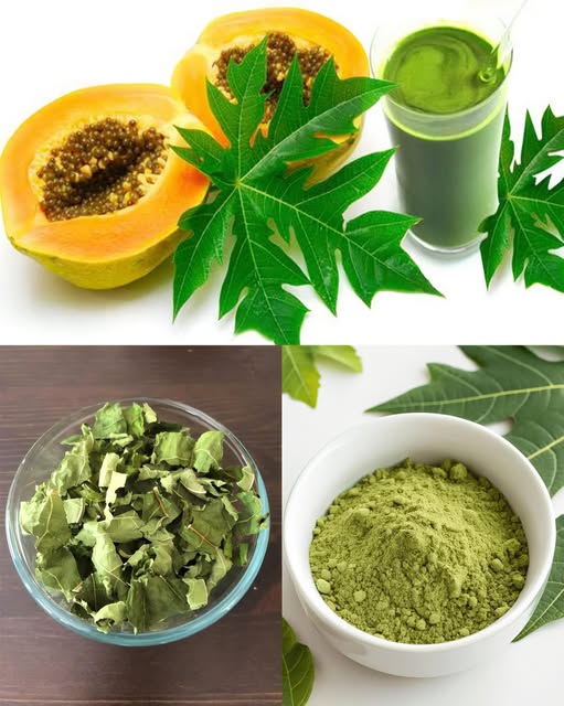 Beneficios de las hojas de papaya