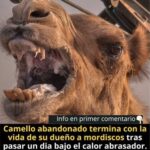 El Impacto del Abandono Animal: Un Camello en Desesperación