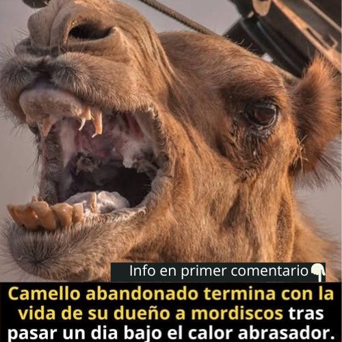 Camello mostrando sus dientes