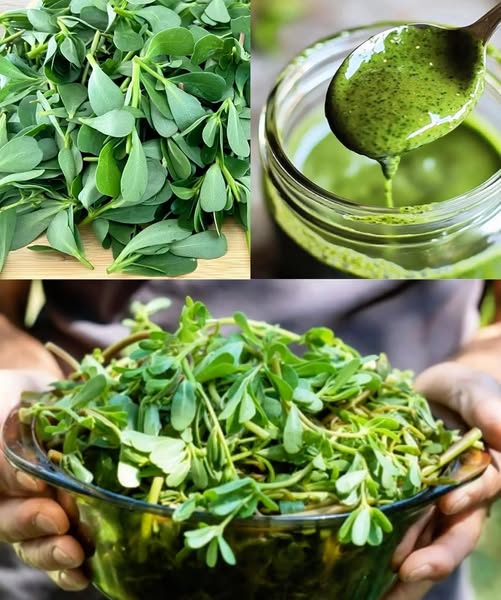 Verdolaga fresca