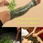 El Poder de la Artemisa: El Secreto Natural Que Alivia Dolores en Todo el Cuerpo