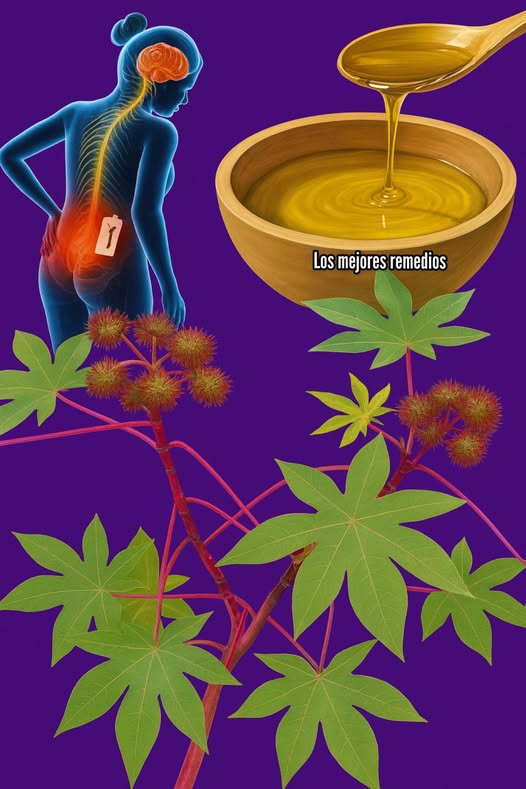 Planta de ricino y aceite de ricino