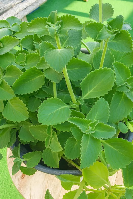 Hoja de Orégano Brujo