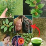El Oro Verde: Beneficios de la Canchalagua para la Salud Respiratoria