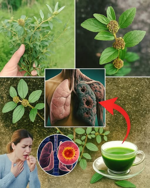 Beneficios de la Canchalagua