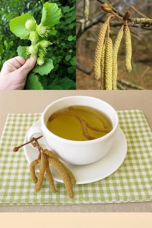 Infusión de Avellano