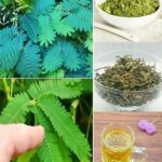Descubre la Mimosa Púdica: Remedios Naturales y Usos Saludables