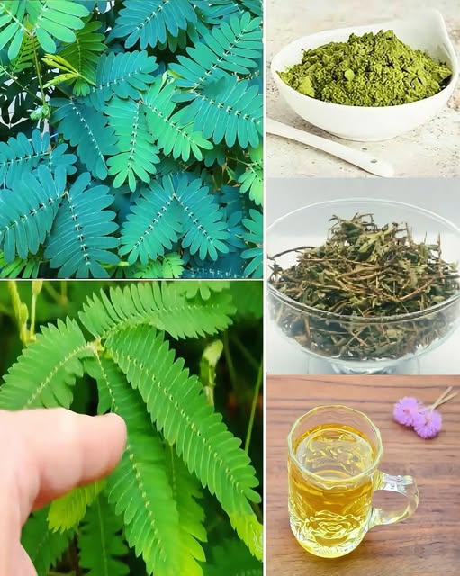 Mimosa Púdica y sus diversos usos