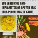 Los Dientes de León: Beneficios y Propiedades Medicinales Inexploradas