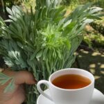 Té de Ajenjo: El Secreto Natural para Purificar la Sangre y Fortalecer el Cuerpo