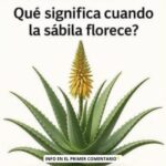 El Significado de la Floración de la Sábila: ¿Qué Sucede Cuando Florece?