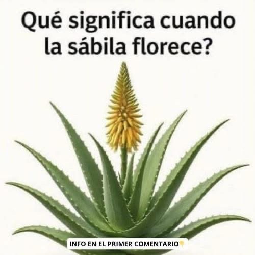 Planta de sábila floreciendo