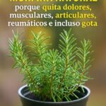 El Romero: La Morfina Natural para Aliviar Dolores Musculares y Articulares