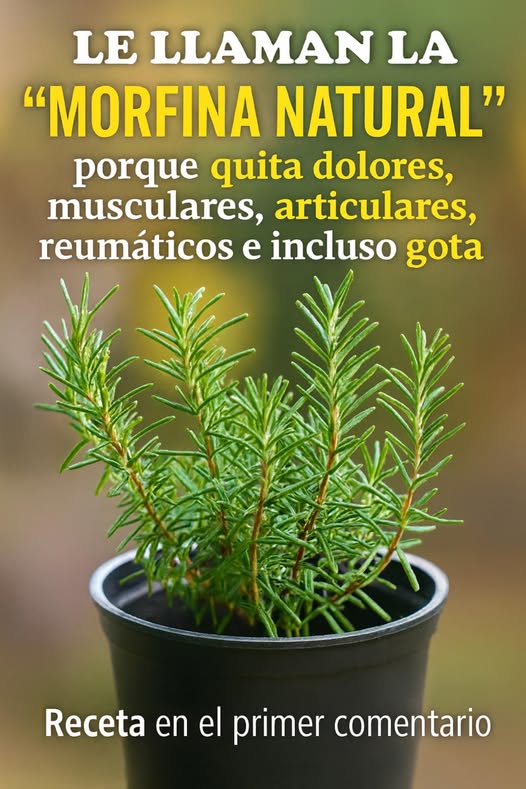 Planta de Romero