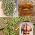 Descubre los Beneficios de la Chancapiedra: Un Tesoro Natural en tu Salud