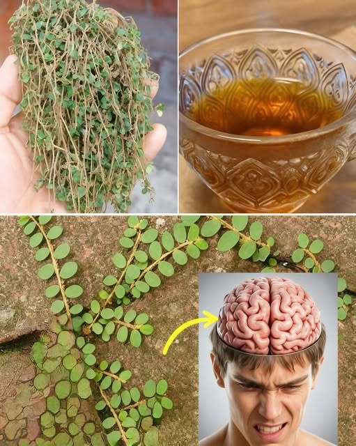 Chanca Piedra y su uso medicinal