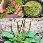 Llantén: La Planta Mágica del Bienestar