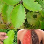 Kalanchoe Pinnata: La Planta Milagrosa para la Salud Respiratoria