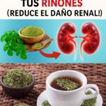 Beneficios de la Moringa para la Salud de tus Riñones