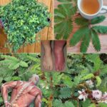 Descubre el Oro Natural en Tu Jardín: Beneficios de la Mimosa Pudica
