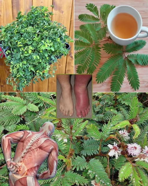 Mimosa Pudica Infusión