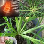 El Poder Oculto de Goosegrass: Maravillas Naturales para Tu Salud