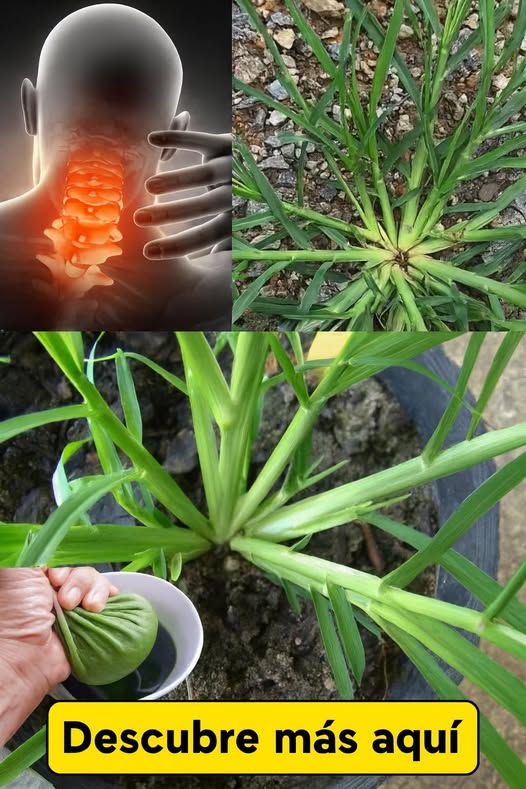 Preparación de extratos de Goosegrass